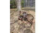 Adopt Mary Puppins a Brindle Mixed Breed (Large) / Mixed dog in Reidsville