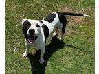 Adopt BRIDGE a American Pit Bull Terrier / Mixed dog in Midwest City