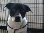 Adopt Layla O/s a Black Labrador Retriever dog in Weatherford, TX (41139329)