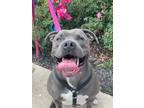 Adopt Polly a Gray/Blue/Silver/Salt & Pepper Mixed Breed (Large) / Mixed dog in