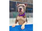 Adopt Kessey a White - with Gray or Silver American Staffordshire Terrier /