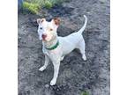 Adopt Pizza Pie a White - with Tan, Yellow or Fawn American Pit Bull Terrier /