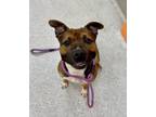 Adopt Maple a Brindle American Pit Bull Terrier / Mixed Breed (Medium) / Mixed