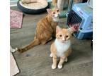 Adopt Mario and shy guy a Orange or Red Tabby Tabby (short coat) cat in Bear