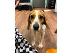 Adopt Fallon a White Beagle / Mixed dog in Greenville, NC (41139150)