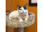 Adopt Mary Berry a Gray or Blue (Mostly) Domestic Shorthair / Mixed (short coat)