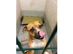 Adopt Bruno a Terrier (Unknown Type, Small) / Mixed dog in Henderson