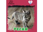 Adopt Pecan 2.0 a Domestic Shorthair / Mixed (short coat) cat in Kingman