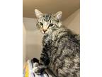 Adopt Billy Jr a Gray or Blue Domestic Shorthair / Mixed Breed (Medium) / Mixed