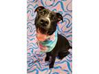 Adopt Nikkie a Black American Pit Bull Terrier / Mixed Breed (Medium) / Mixed