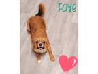 Adopt Faye a Red/Golden/Orange/Chestnut Pomeranian / Mixed dog in Valdosta