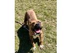 Adopt Stallone a Brindle American Pit Bull Terrier / Mixed Breed (Medium) /