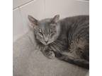 Adopt Catfish a Gray, Blue or Silver Tabby Domestic Shorthair (short coat) cat