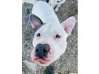 Adopt Hobbs a White American Pit Bull Terrier / Mixed Breed (Medium) / Mixed