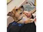 Adopt Opawrah (IN FOSTER) a Tan/Yellow/Fawn Labrador Retriever / Mixed dog in
