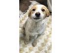 Adopt Tammy a White Mixed Breed (Medium) / Mixed dog in Florence, AL (41138200)