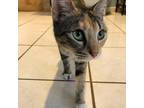 Adopt Patience a Calico or Dilute Calico Domestic Shorthair (short coat) cat in