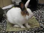 Adopt PETUNIA a Other/Unknown / Mixed (medium coat) rabbit in Springfield