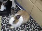 Adopt PANSY a Other/Unknown / Mixed (medium coat) rabbit in Springfield