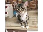 Adopt Stitch a Gray, Blue or Silver Tabby Domestic Shorthair (short coat) cat in