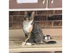 Adopt Phoebe a Calico or Dilute Calico Domestic Shorthair (short coat) cat in