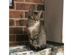 Adopt Thyme a Brown Tabby Domestic Shorthair (short coat) cat in Houston