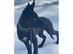 Adopt Bentley a Black - with White German Shepherd Dog / Mixed dog in Alameda