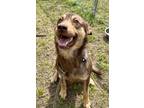 Adopt Blair a Brown/Chocolate German Shepherd Dog / Mixed dog in Moncks Corner