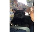 Adopt Connie a Tortoiseshell Domestic Shorthair (short coat) cat in Houston