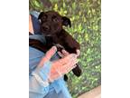 Adopt Rain a Black Labrador Retriever / Mixed dog in San Antonio, TX (41138242)