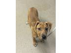 Adopt Pam - ADOPTED FTA a Tan/Yellow/Fawn Mixed Breed (Medium) / Mixed dog in