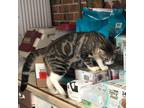 Adopt Austin a Brown Tabby Domestic Shorthair (short coat) cat in Houston