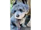 Adopt Pokey a White - with Black Poodle (Standard) / Mixed dog in Los Angeles