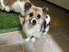 Adopt Minky a Tricolor (Tan/Brown & Black & White) Corgi / Mixed dog in Duluth