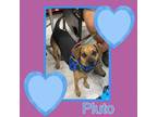 Adopt Pluto a Black - with Brown, Red, Golden, Orange or Chestnut Beagle / Mixed