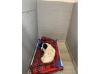 Adopt 55644043 a White Australian Shepherd / Mixed dog in Los Lunas