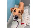 Adopt Roger a Tan/Yellow/Fawn Mixed Breed (Small) / Mixed Breed (Medium) / Mixed