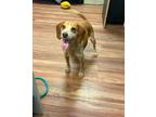 Adopt Jensyn a Brindle Beagle / Mixed Breed (Medium) / Mixed (short coat) dog in
