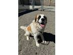 Adopt BEAR a White - with Tan, Yellow or Fawn St. Bernard / Mixed dog in Ripon