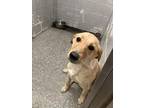Adopt April a Tan/Yellow/Fawn Labrador Retriever / Mixed dog in Joshua