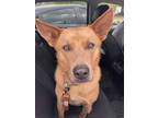 Adopt Curtis- IN FOSTER a Tan/Yellow/Fawn Mixed Breed (Large) / Mixed dog in