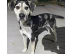 Adopt Auto a Black Catahoula Leopard Dog / Mixed Breed (Large) / Mixed dog in
