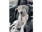 Adopt Iggy a White - with Black Catahoula Leopard Dog / Terrier (Unknown Type