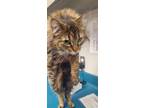 Adopt Lil Bit a Brown or Chocolate Domestic Longhair / Domestic Shorthair /