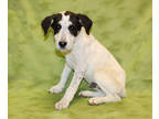 Adopt Charger K89 3/25/24 a White Akbash / Mixed Breed (Medium) / Mixed (short