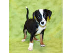 Adopt Stephano K77 2-13-24 a Black Australian Cattle Dog / Mixed Breed (Medium)