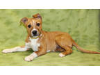 Adopt Hansel K103 3/22/24 a Brown/Chocolate German Shepherd Dog / Mixed Breed