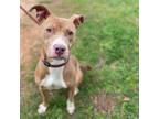 Adopt Leona a Tan/Yellow/Fawn American Pit Bull Terrier / Mixed dog in