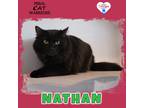 Adopt Nathan a Domestic Mediumhair / Mixed (short coat) cat in Kingman