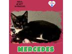 Adopt Mercedes a Domestic Shorthair / Mixed (short coat) cat in Kingman